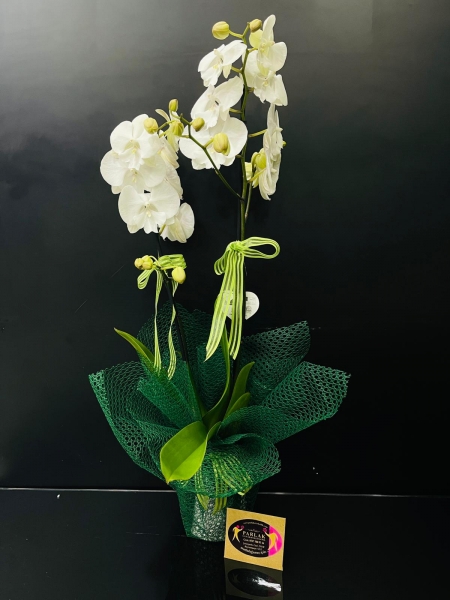 Özel Phalaenopsis Çift Dallı Orkide