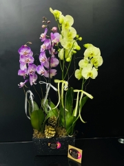 İthal Phalaenopsis 4 Dallı Grup Orkide Renkli